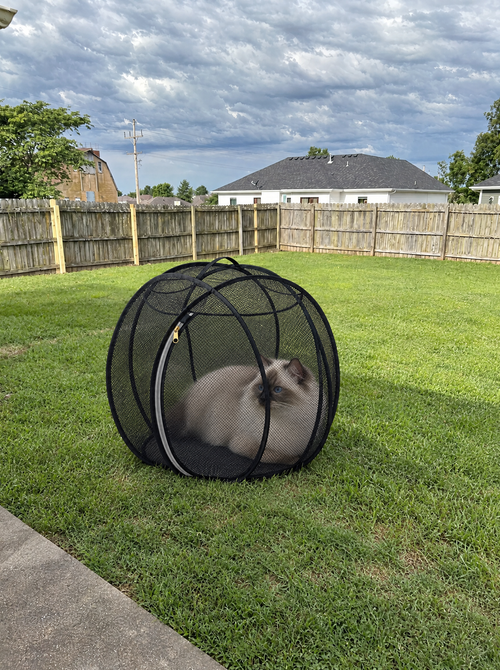 Cream cat loafing inside the black Meowtside Ball on a backyard lawn