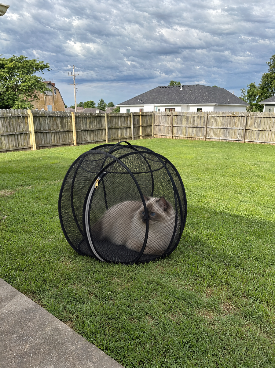 Cream cat loafing inside the black Meowtside Ball on a backyard lawn