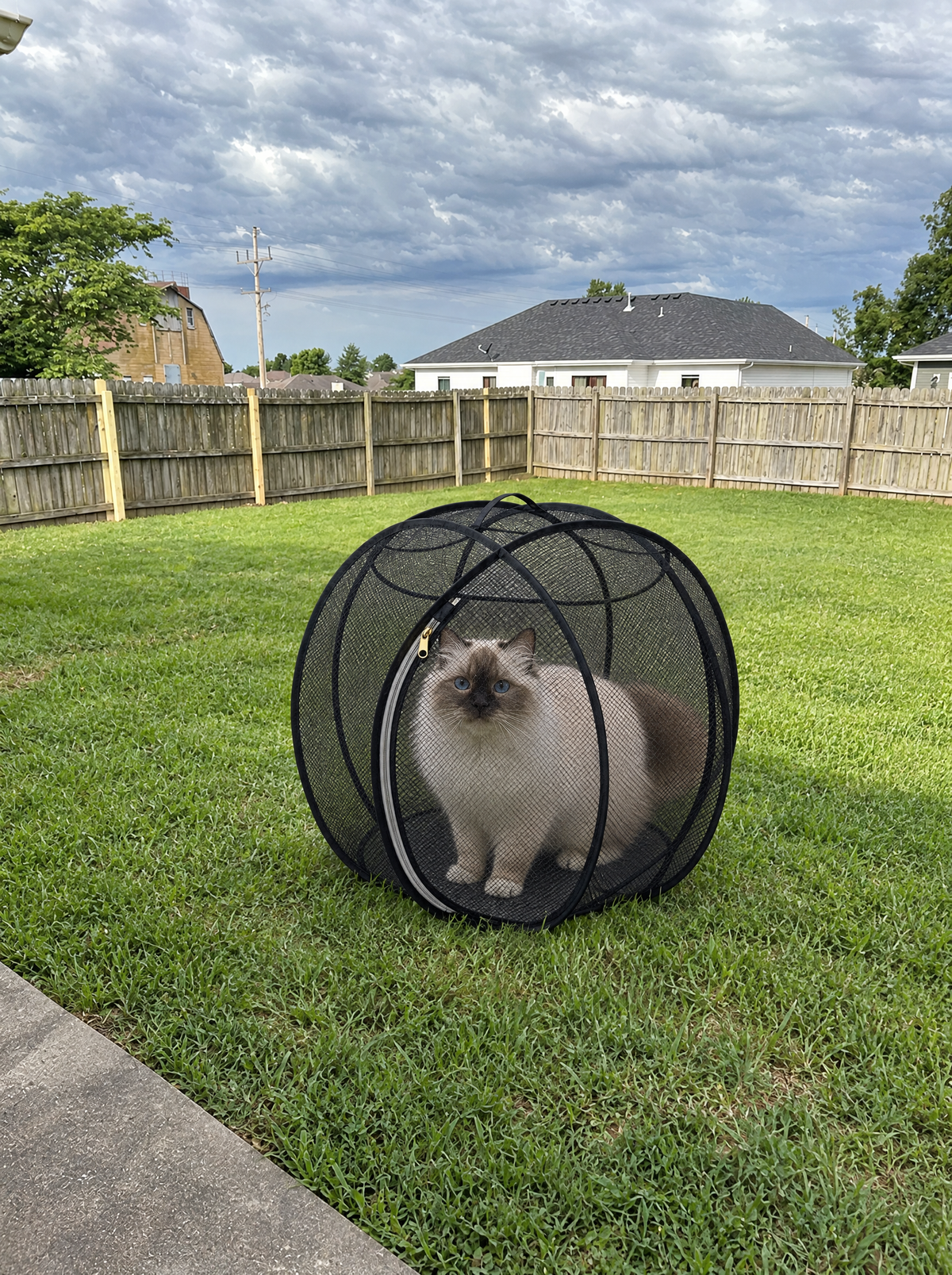 Cat sitting inside the ball on the grass