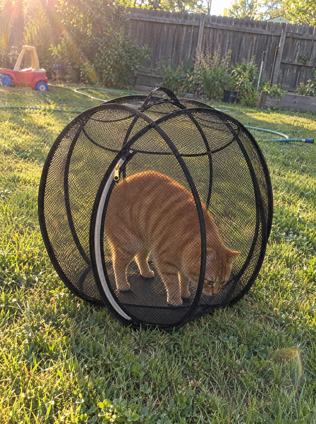 Orange tabby sniffing the grass inside a black Meowtside Ball in a sunny backyard