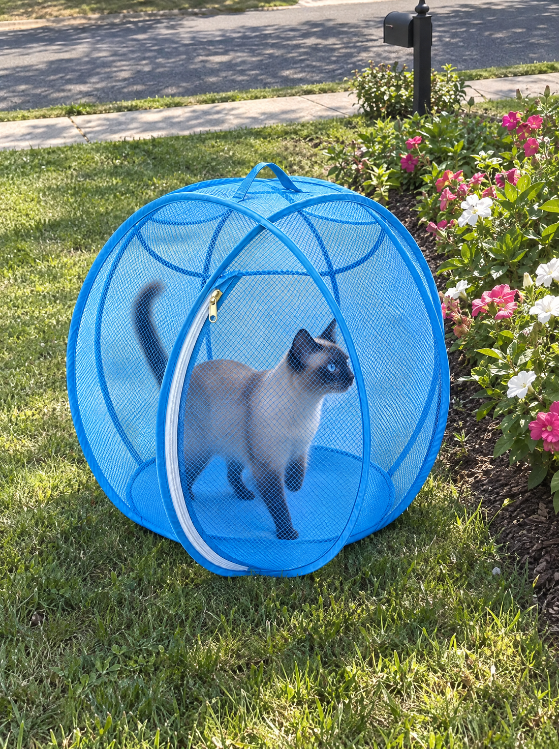 Siamese cat walking inside a sky blue Meowtside Ball in a front yard by the flowers